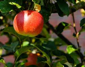 red apple sweet fruit